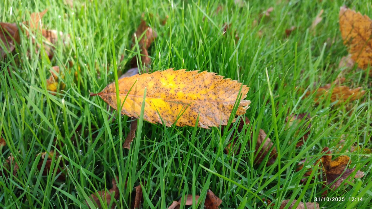 C&rsquo;est un après-midi d&rsquo;automne🍂🪾🌰