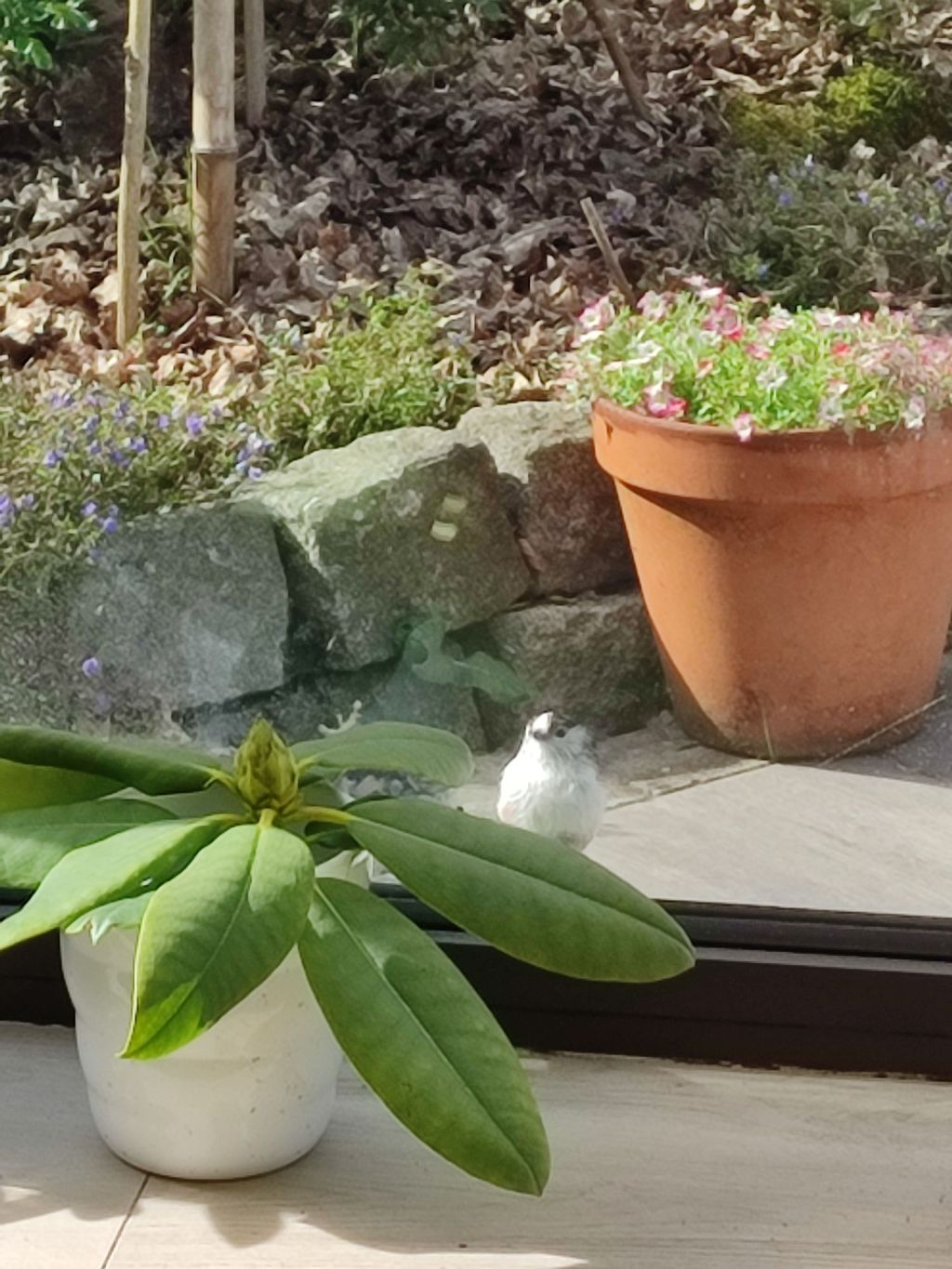 Rencontre avec une Bergeronnette&nbsp;Grise